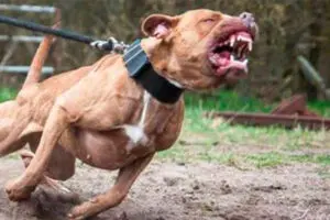 'Essa raça infelizmente foi desenvolvida para rinhas', diz adestrador sobre agressividade de pitbulls