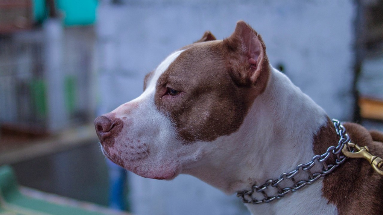 Pitbull ataca criança quarenta minutos depois de ser adotado em Cordeirópolis