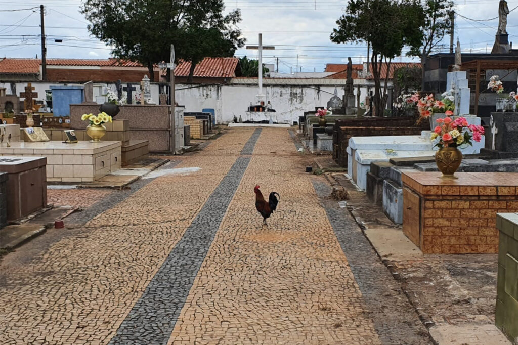 Galo decide morar em Cemitério de Rio Claro e causa polêmica por 'cantar alto demais'