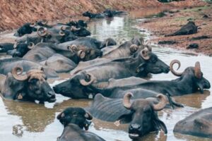 Polícia prende dono de fazenda de Brotas (SP) com búfalos abandonados