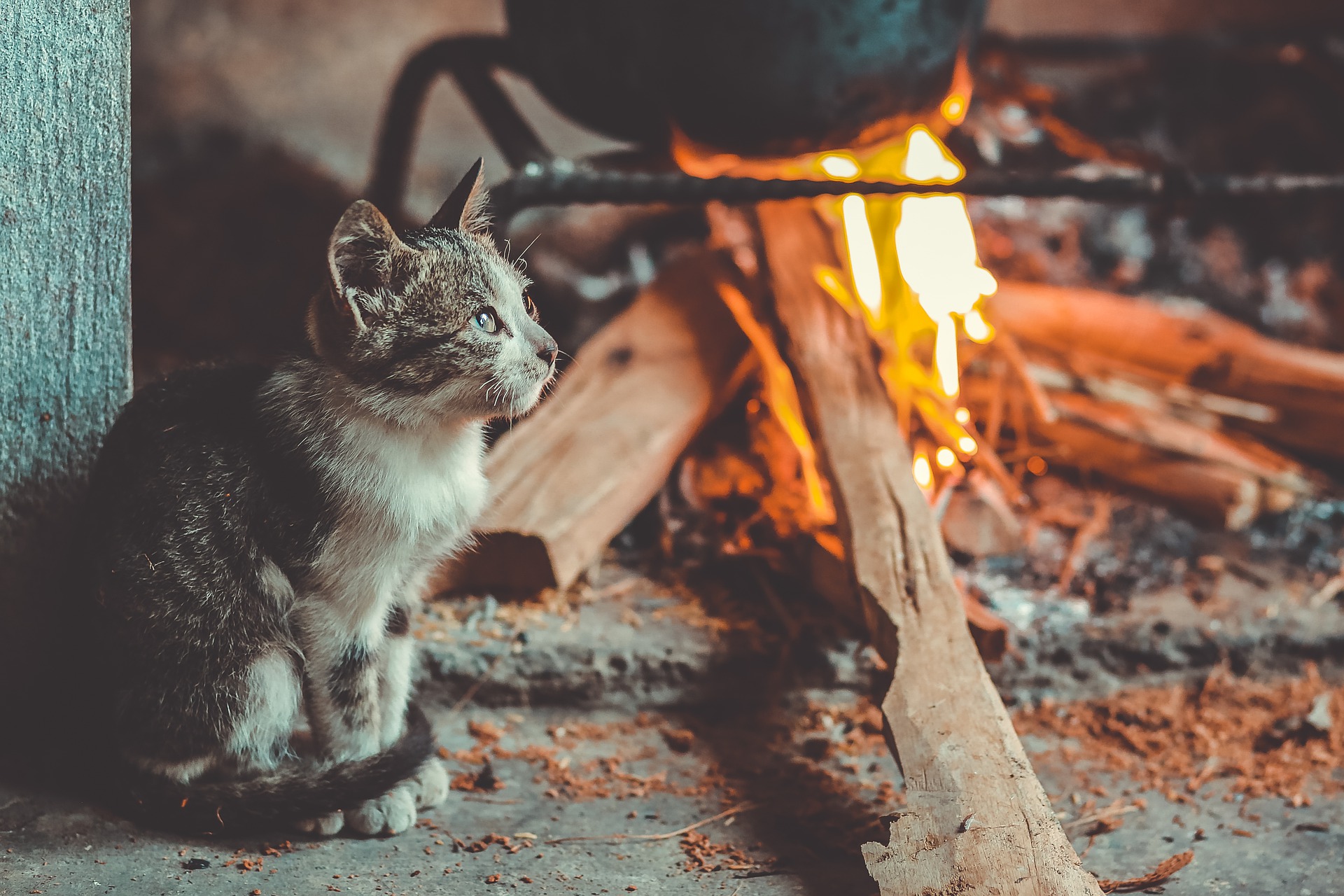 Gatos podem por fogo na sua casa, alerta Coreia do Sul após 107 incêndios causados por pets