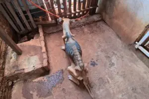 Ação conjunta resgata 14 cães de situação de maus-tratos no Jardim Aeroporto, em Limeira