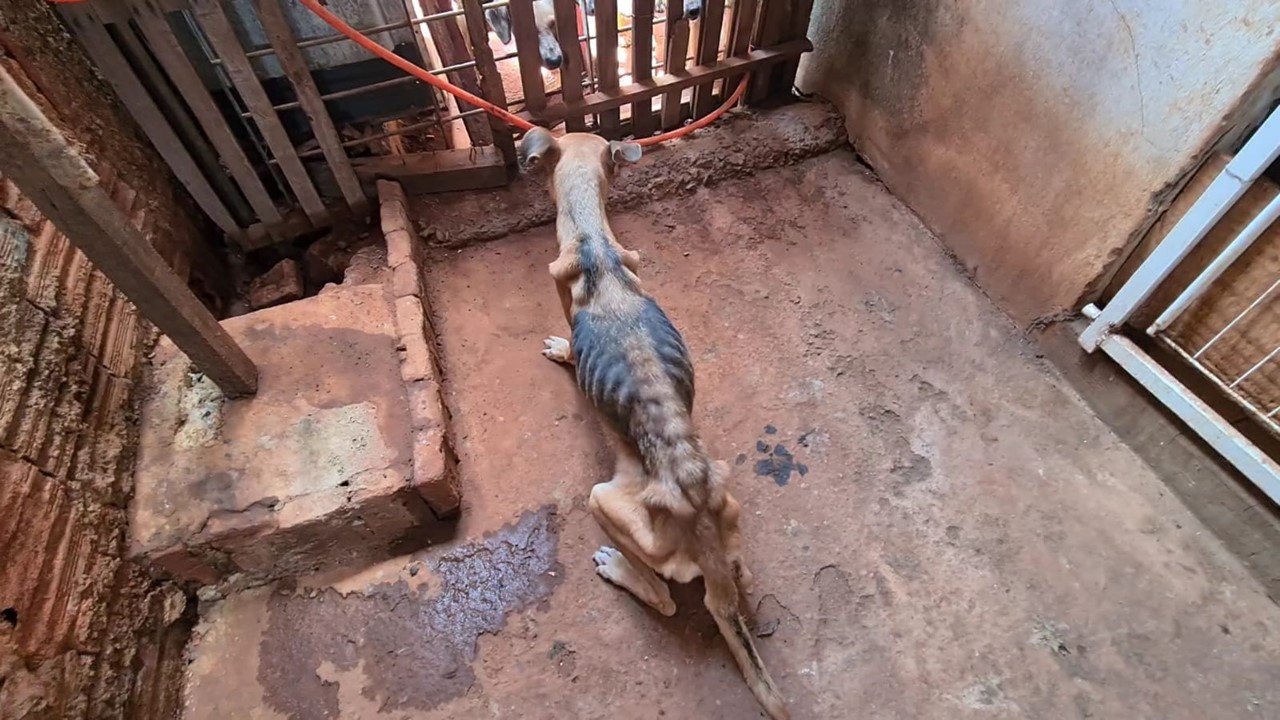 Ação conjunta resgata 14 cães de situação de maus-tratos no Jardim Aeroporto, em Limeira