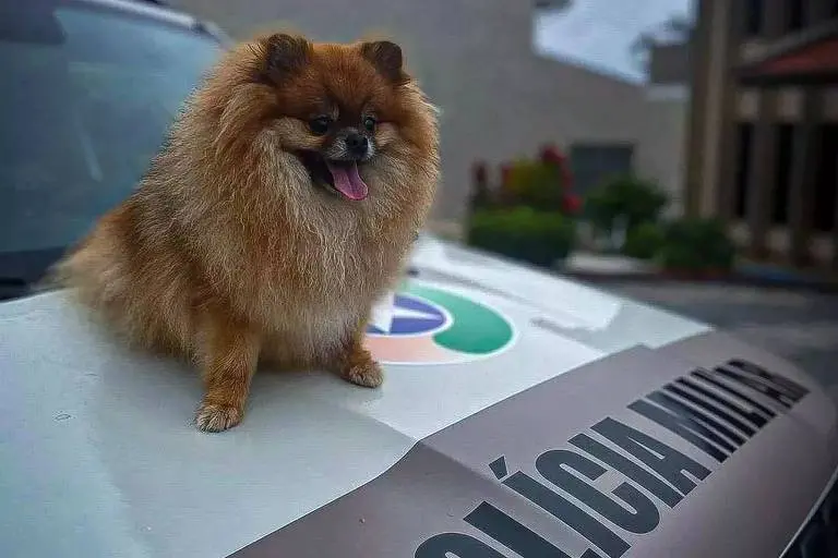 Bem-Estar Animal nos Bairros começa no Jd. Nossa Sra. do Amparo