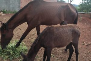 Cavalos são encontrados desnutridos e com carrapatos no Geada, em Limeira