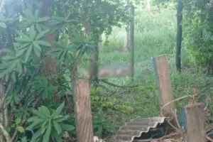 Corpo de mulher em estado avançado de decomposição é encontrado em fazenda, em Limeira