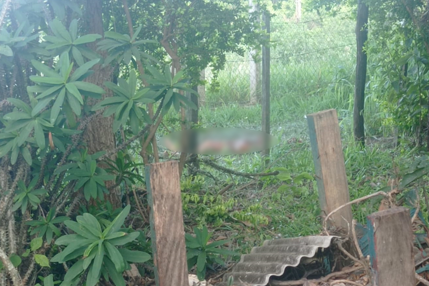 Corpo de mulher em estado avançado de decomposição é encontrado em fazenda, em Limeira