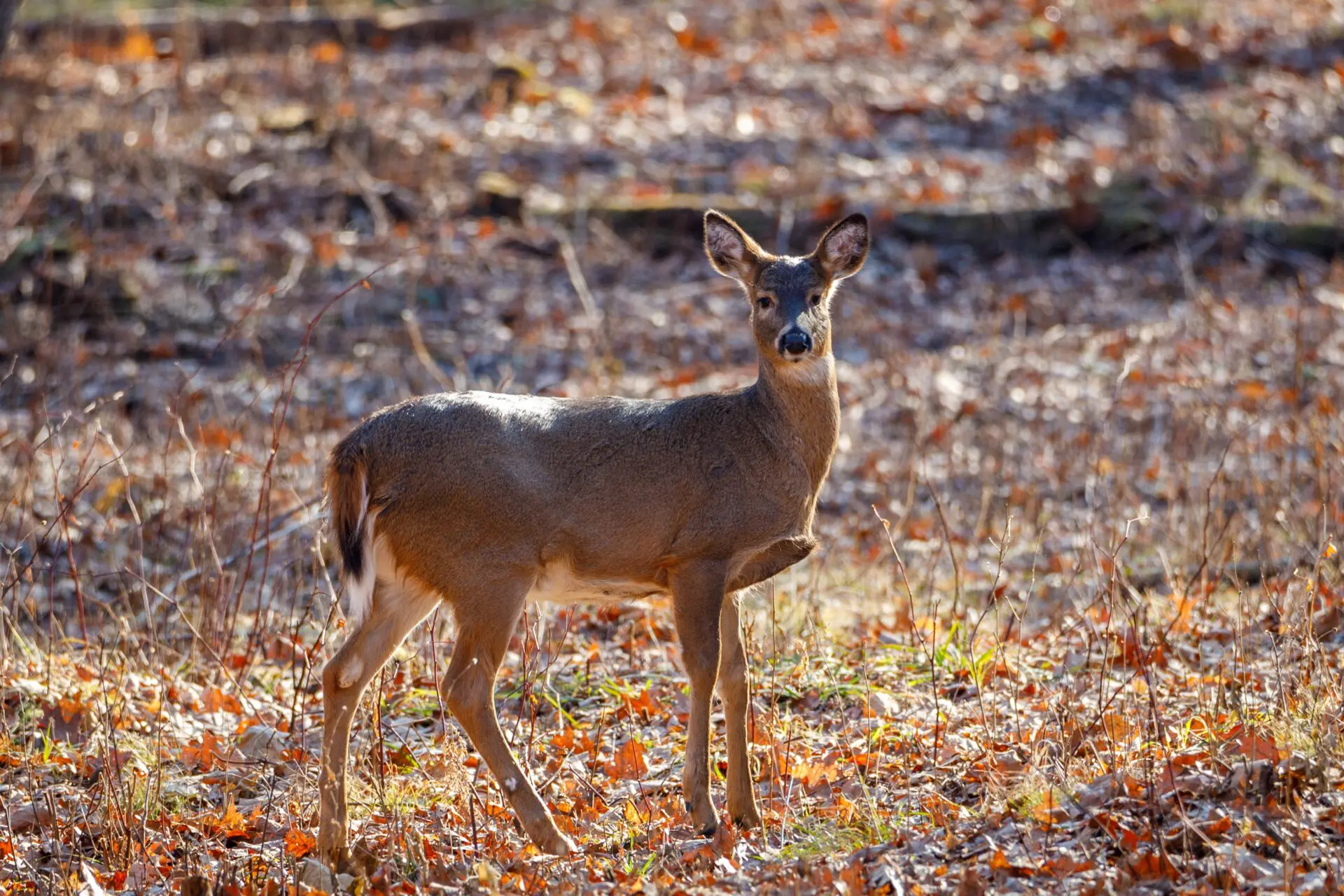 Descoberta de Ômicron em animais em Nova York gera preocupação