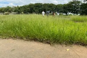 Usuários da pista da Associação Limeirense de Atletismo reclamam de falta de manutenção no espaço