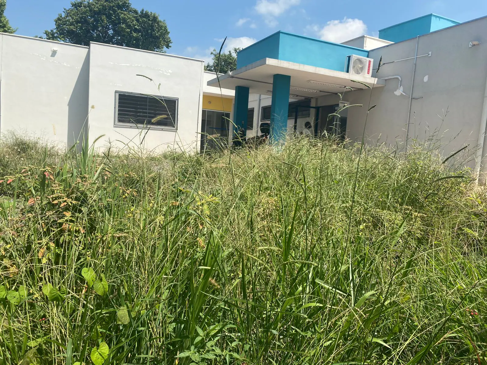 População reclama de mato alto na UBS do Abílio Pedro, em Limeira