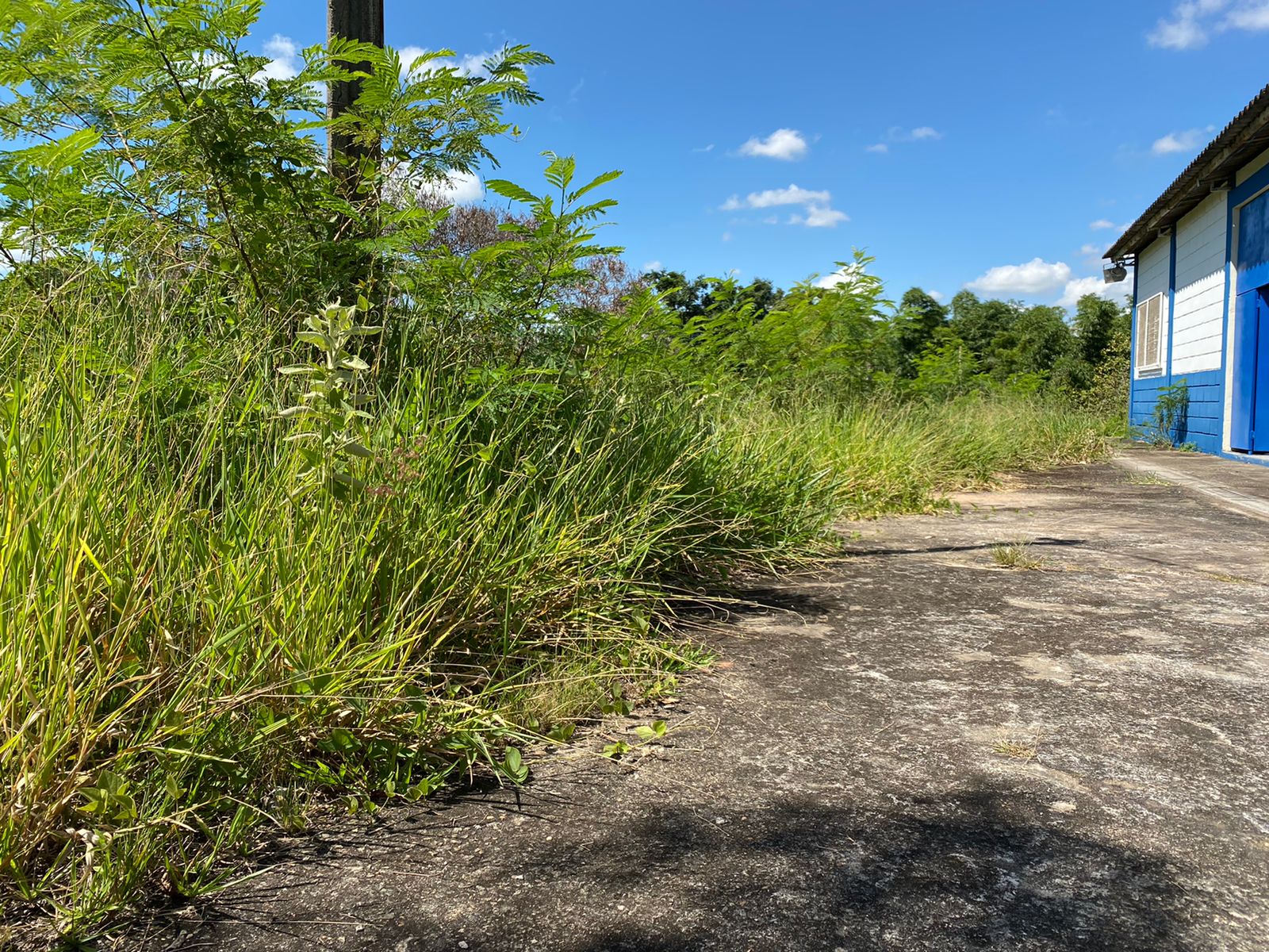 'Não quero ter aula na floresta', diz aluno sobre mato alto no Centro Comunitário da Boa Vista, em Limeira