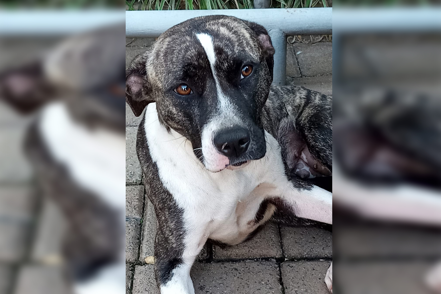 Cachorrinha resgatada em frente ao prédio da Educadora e Estereosom agora está em busca de um novo lar