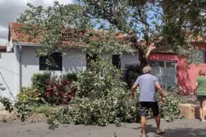 Moradores pedem retirada de árvore atingida por caminhão na Vila Cristóvam, em Limeira