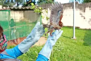 Zoológico de Limeira devolve 15 aves para a natureza