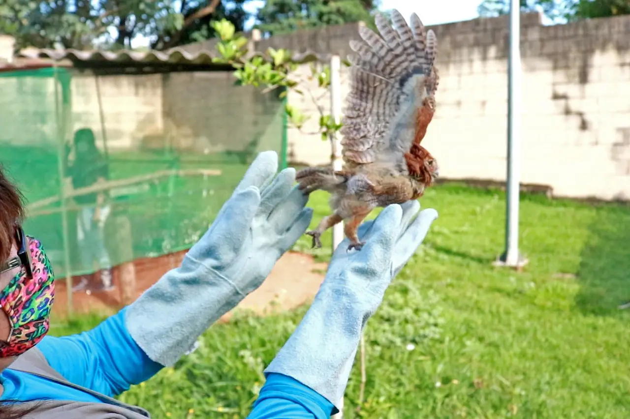 Zoológico de Limeira devolve 15 aves para a natureza