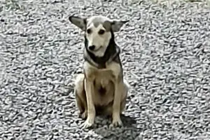 Suspeito de matar cachorra na zona rural de Limeira é preso preventivamente