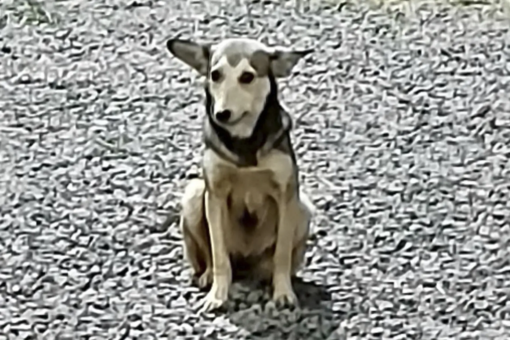 Suspeito de matar cachorra na zona rural de Limeira é preso preventivamente