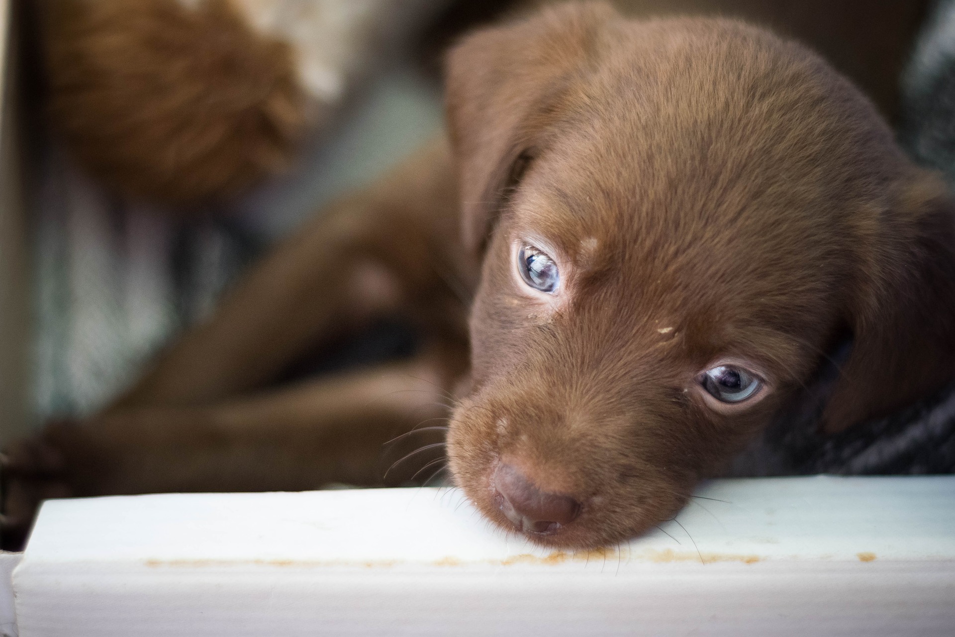 Lar Temporário de Animais abre para adoção de animais neste sábado (19)