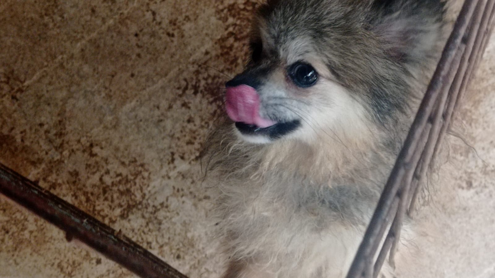 133 cães são encontrados em situação de maus-tratos em chácara de Limeira; homem foi preso