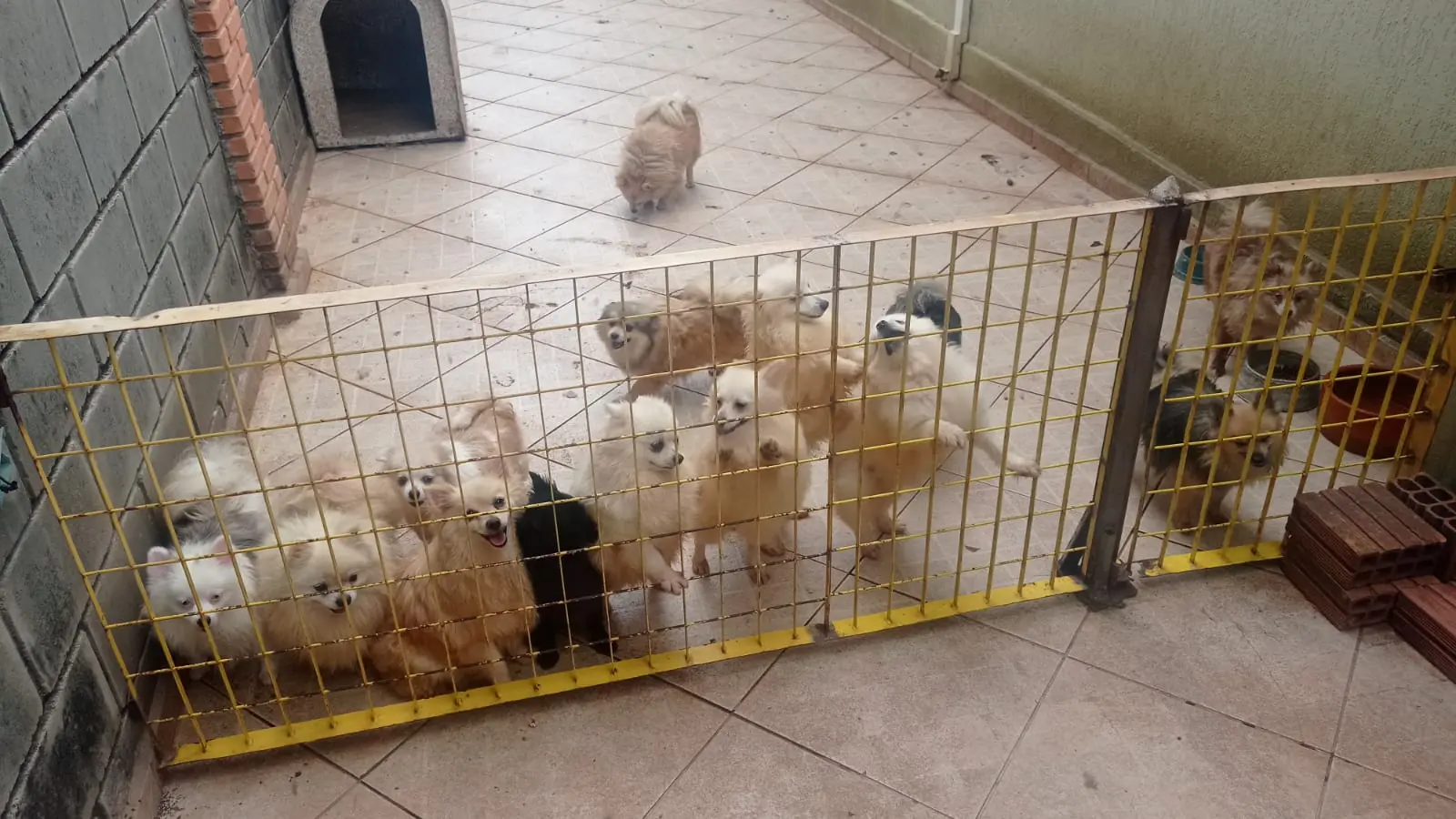 canil clandestino spitz alemão