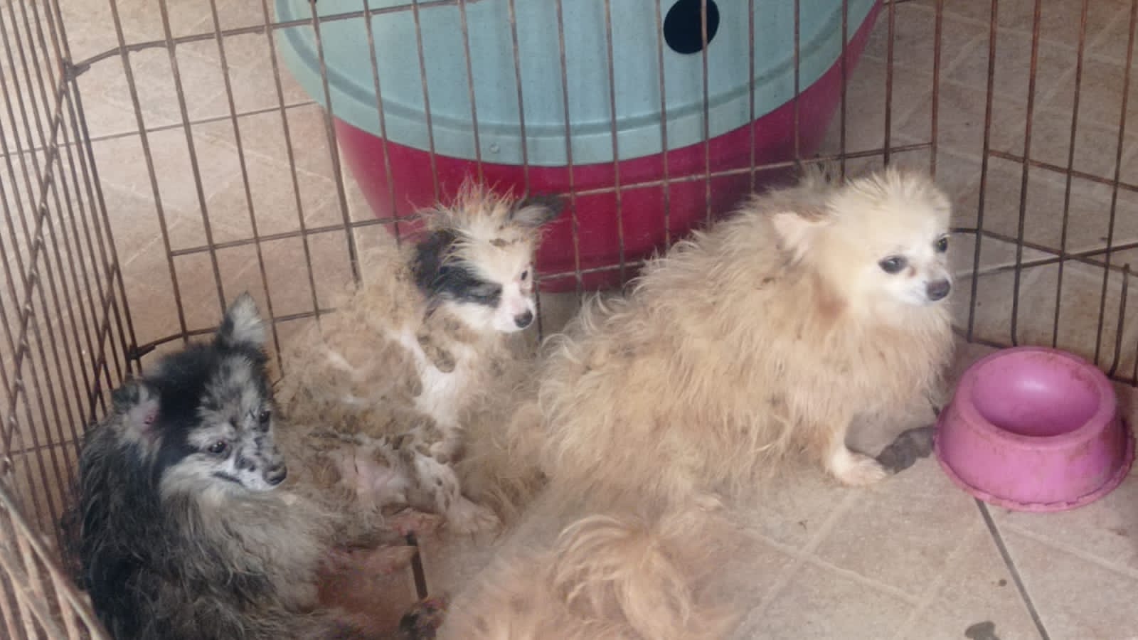 133 cães são encontrados em situação de maus-tratos em chácara de Limeira; homem foi preso