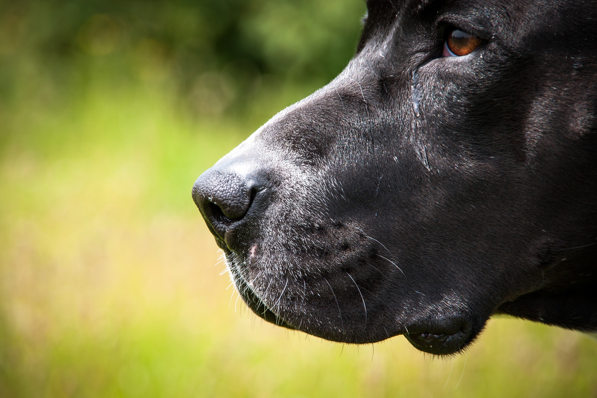 Raça influi pouco na 'personalidade' individual de cachorros, diz estudo