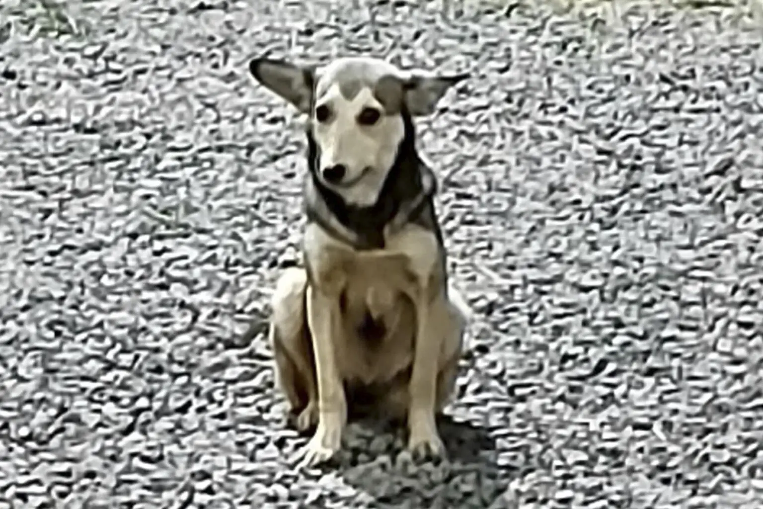 Protetora de animais diz sofrer ameaças após prisão de suspeito de matar cachorra em Limeira