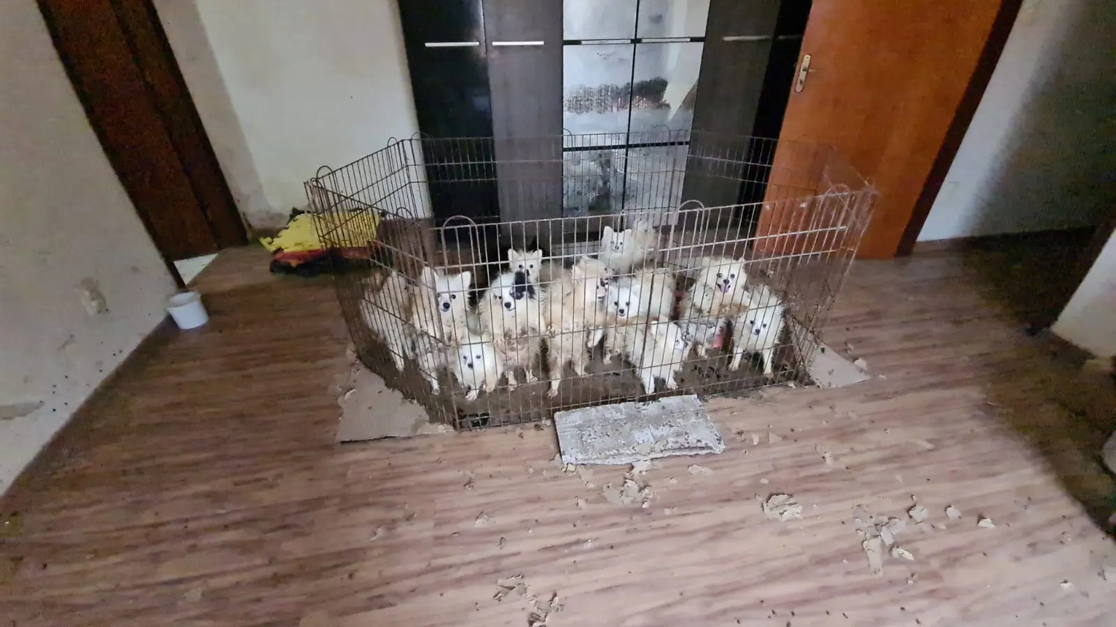 Casal preso por maus tratos a animais paga fiança e deixa cadeia