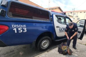 Homem é preso pela GCM após furtar fios no bairro Boa Vista