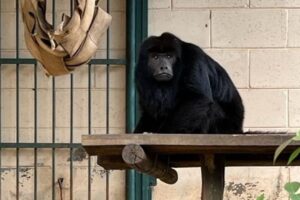 Zoo de Limeira recebe o bugio 'Machão'