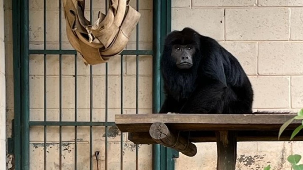 Zoo de Limeira recebe o bugio 'Machão'