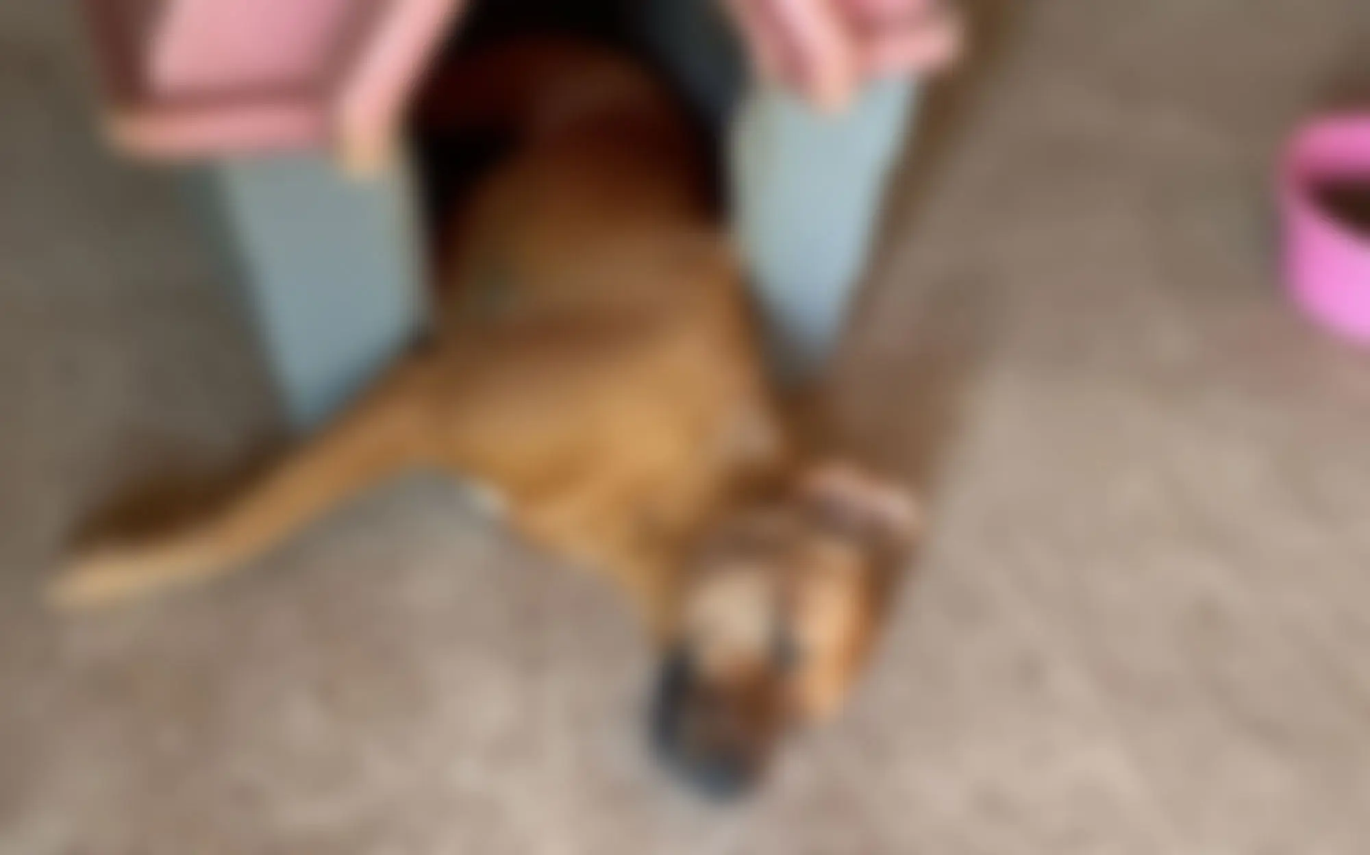 Sete cães morrem envenenados em chácara na zona rural de Limeira