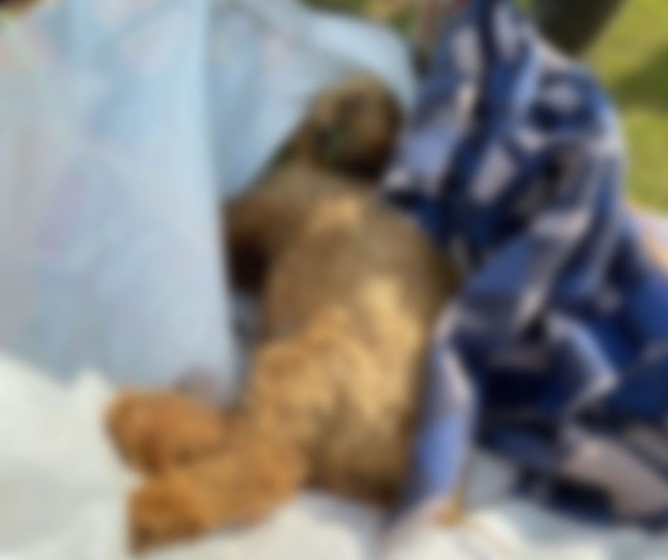 Sete cães morrem envenenados em chácara na zona rural de Limeira