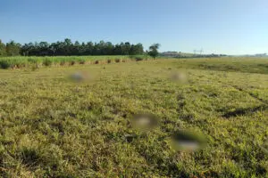 Criminosos invadem fazenda e esquartejam vacas para levar carne na zona rural de Limeira