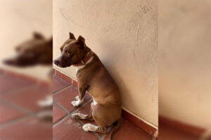 Caso de pitbull morto na Granja Machado, em Limeira, será investigado pelo 3º DP