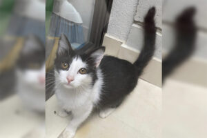 Tutor procura por gatinha desaparecida na região do Marajoara, em Limeira