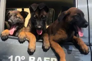 escolha nome cães Baep