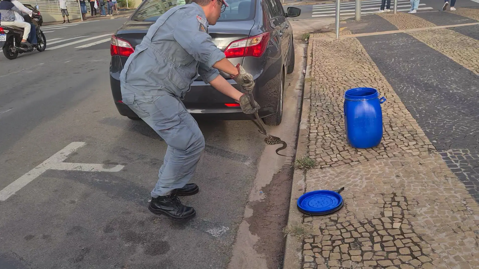 Jararaca aparece no Centro de Limeira