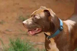 Criança de 2 anos e meio é atacada por pitbull em Limeira e leva mordida na cabeça