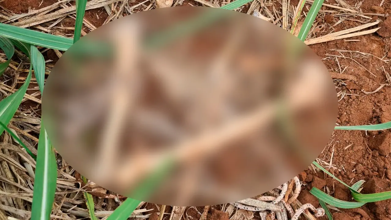 guarda encontra ossada Limeira