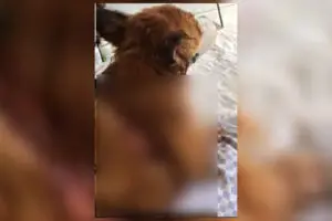 Vereadora e protetora de animais de Iracemápolis denuncia maus tratos no canil municipal