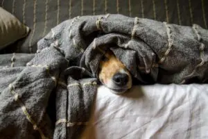 População pode contribuir com roupas e ração para cães e gatos
