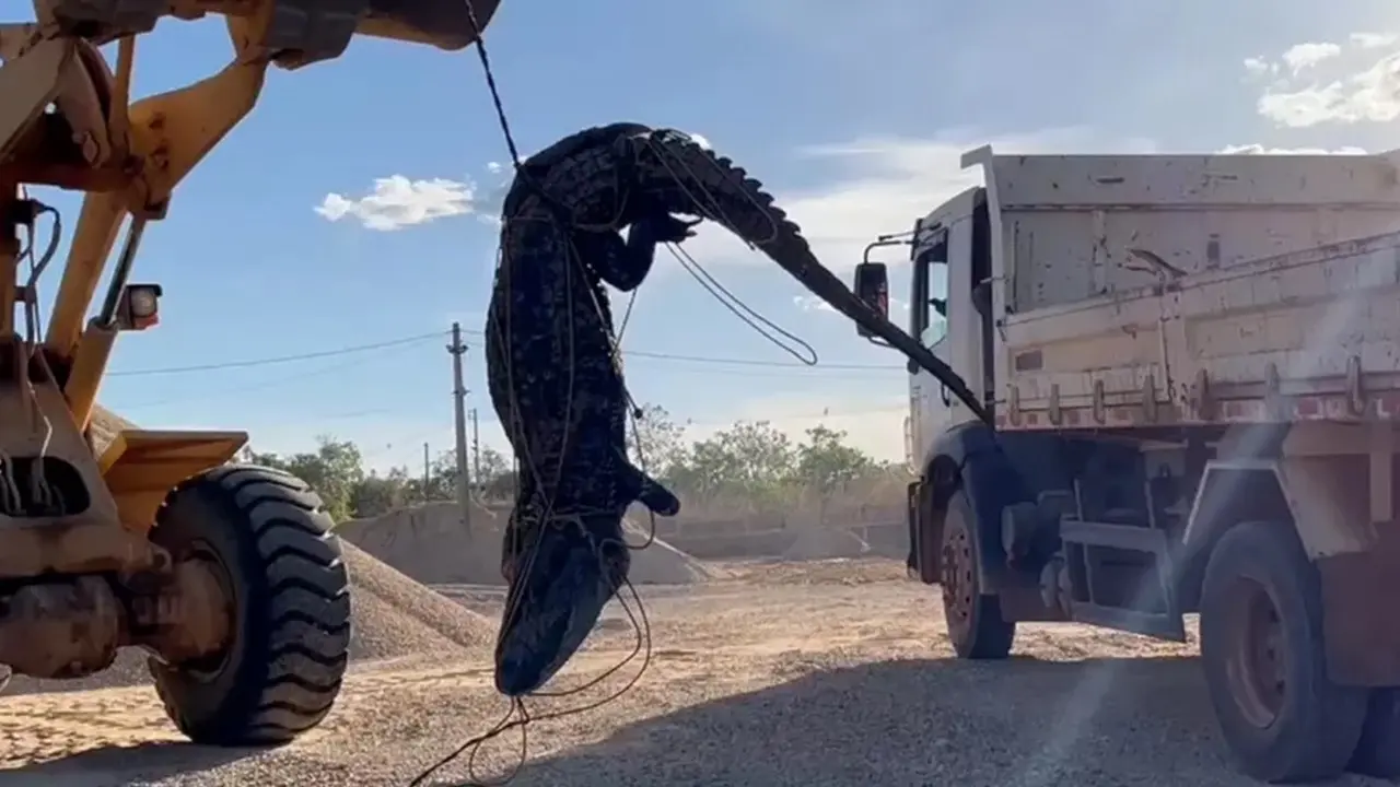Jacaré gigante é retirado de lago por uma pá carregadeira
