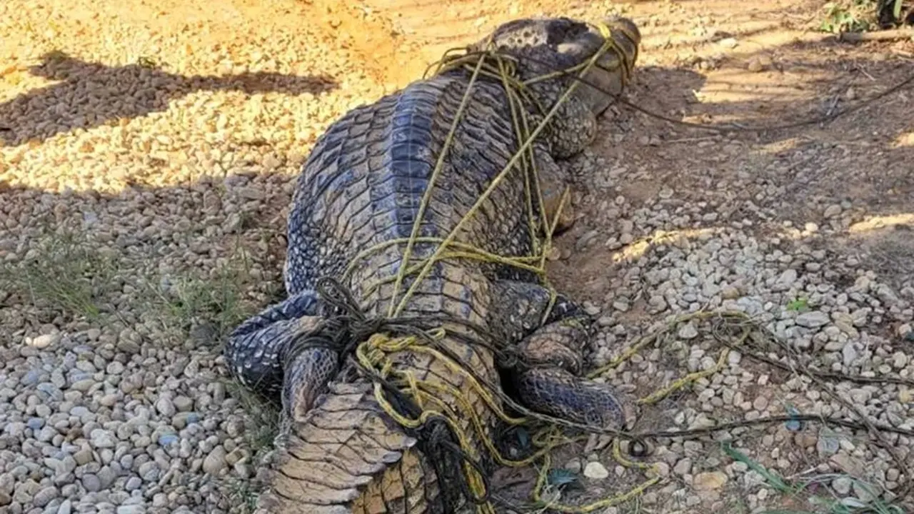 Jacaré gigante no Tocantins