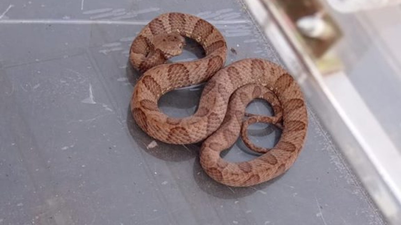 Serpente que possui um dos venenos mais fortes do mundo é resgatada em Capivari
