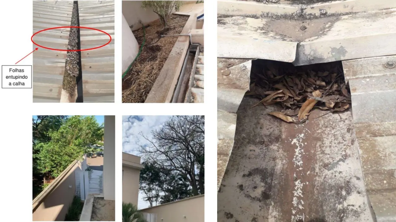 Vizinha processa Câmara de Limeira por falta de poda de árvores