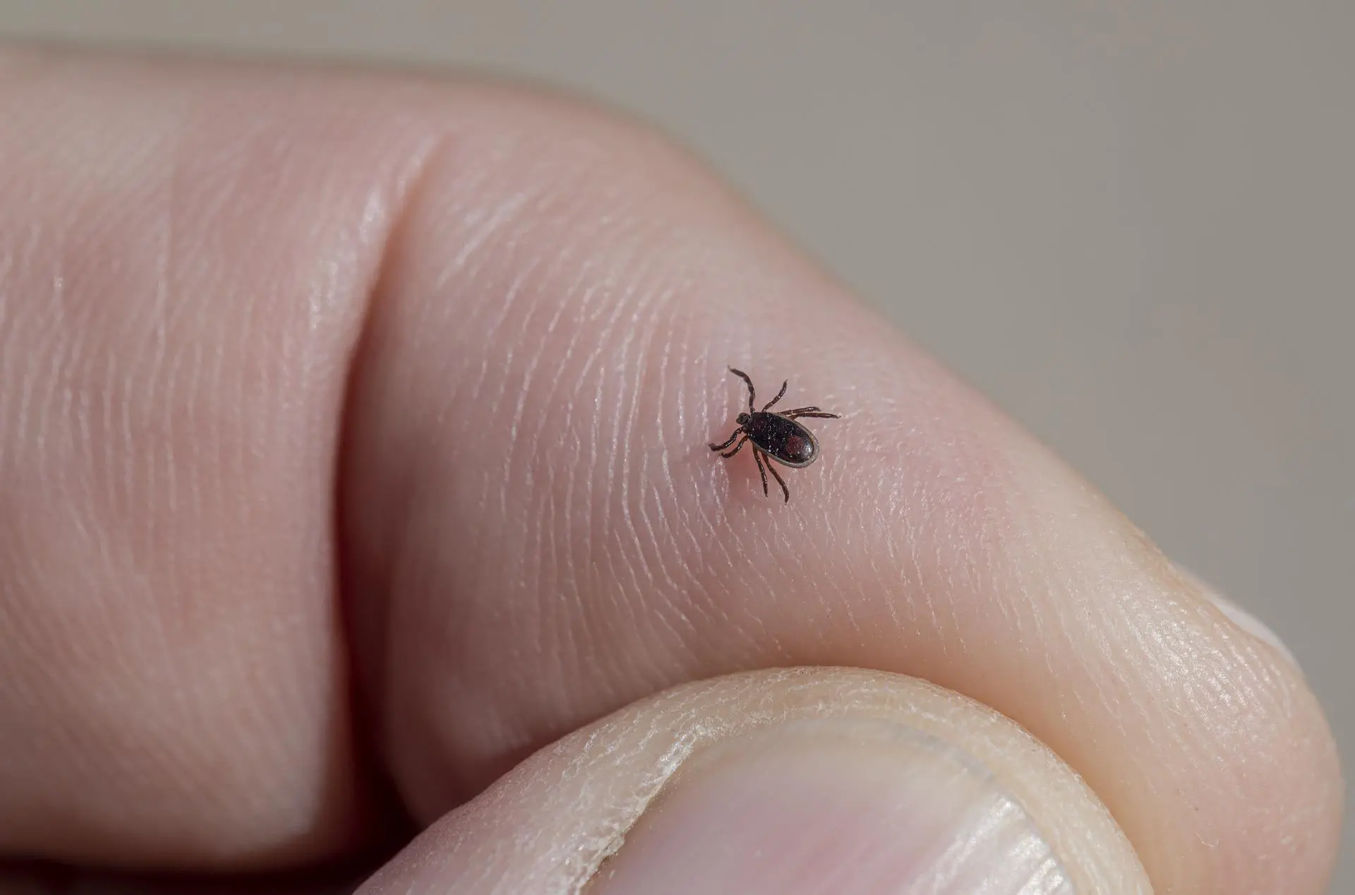Campinas confirma cinco casos e três mortes de febre maculosa neste ano