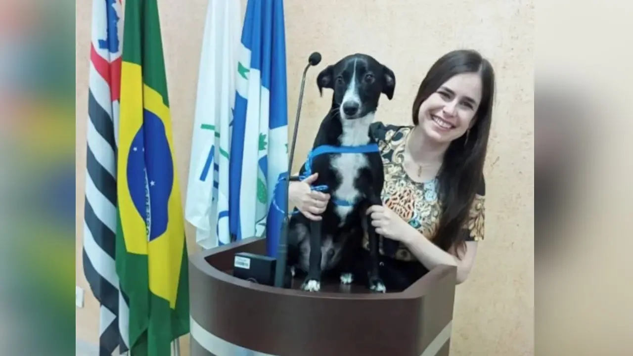 Aprovado projeto de regulamentação de animais comunitários