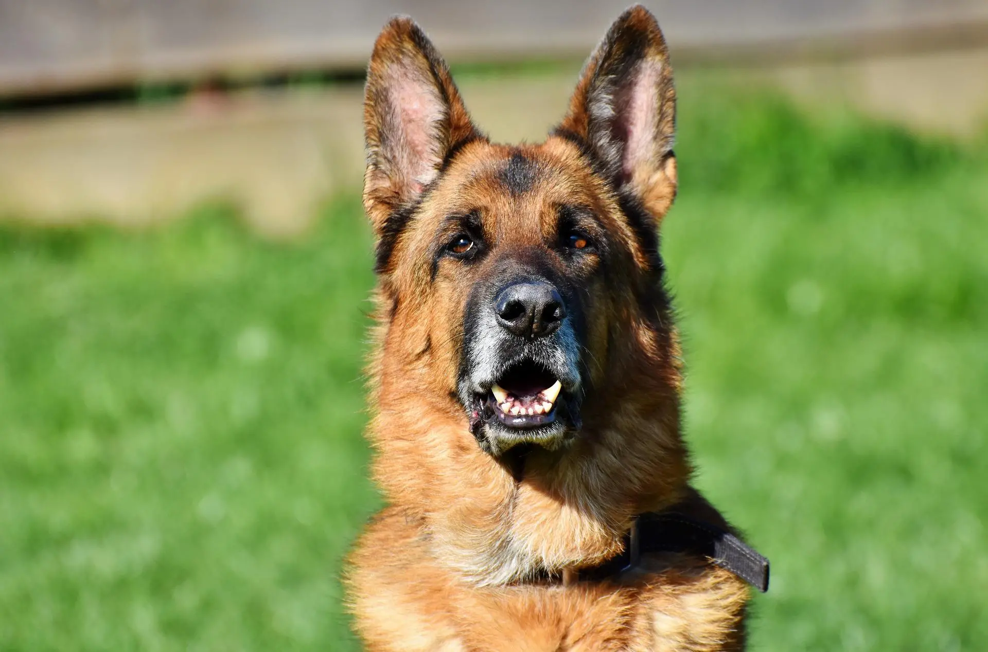 Cachorro é furtado de residência no Jardim Santina