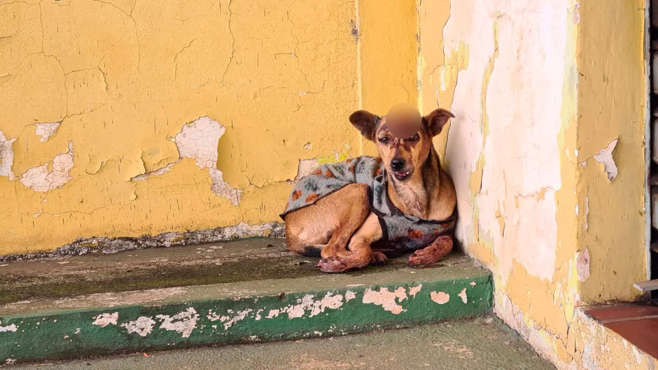 Cadela é encontrada ferida por comerciante que pede ajuda